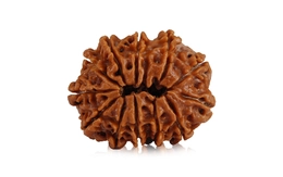 Natural 12 Mukhi Nepali Rudraksha